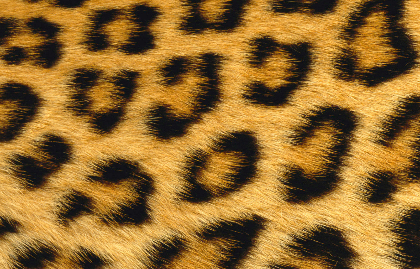 Use 'view image' in your browser to see full size image