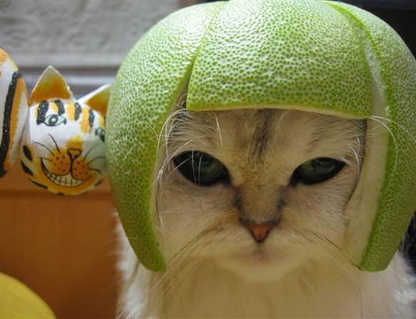 Use 'view image' in your browser to see full size image