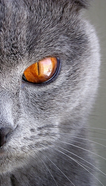 Use 'view image' in your browser to see full size image