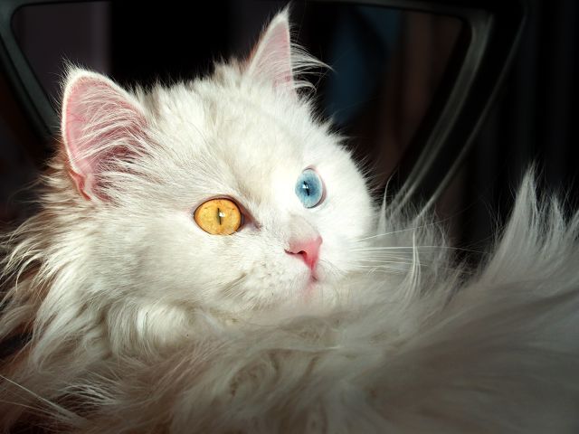 Use 'view image' in your browser to see full size image