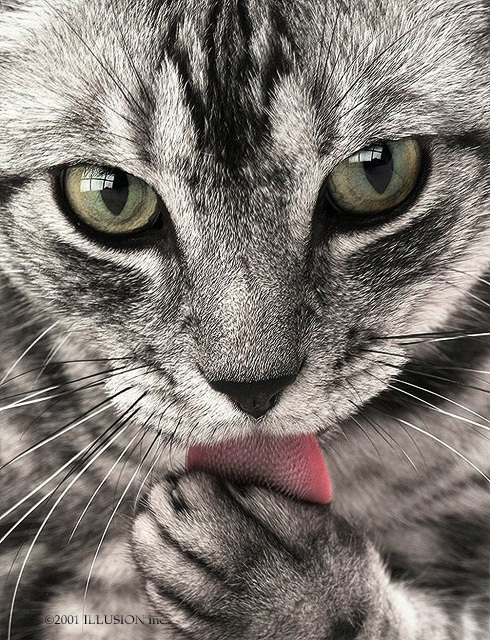 Use 'view image' in your browser to see full size image