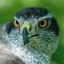 Use 'view image' in your browser to see full size image